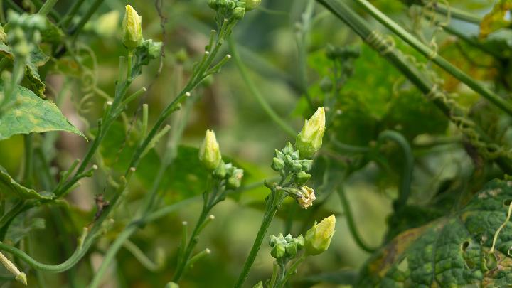 阴虚血虚吃什么食物